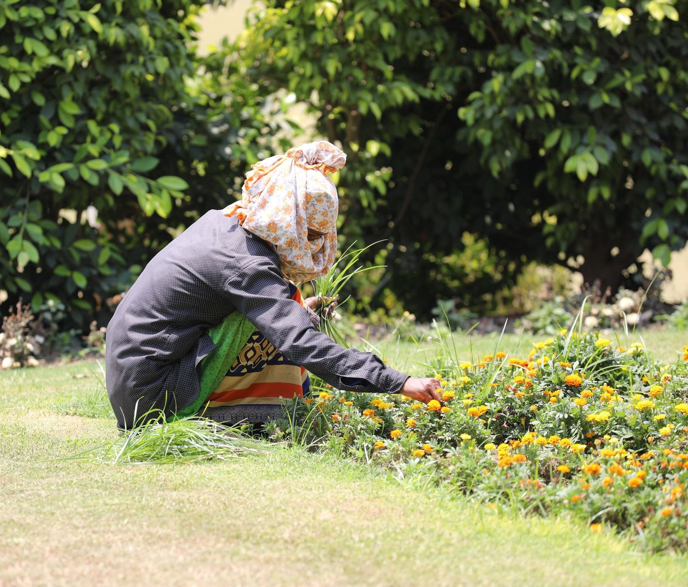 Gardener planting into a prepared garden border