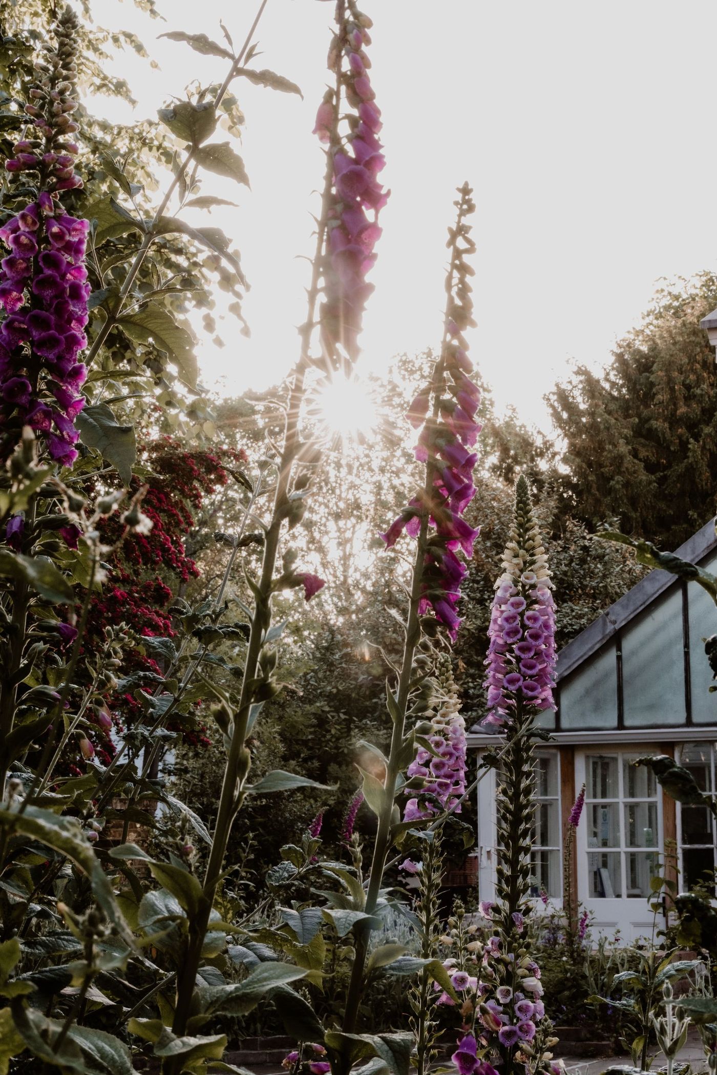 Tall flowering plants against a garden wall
