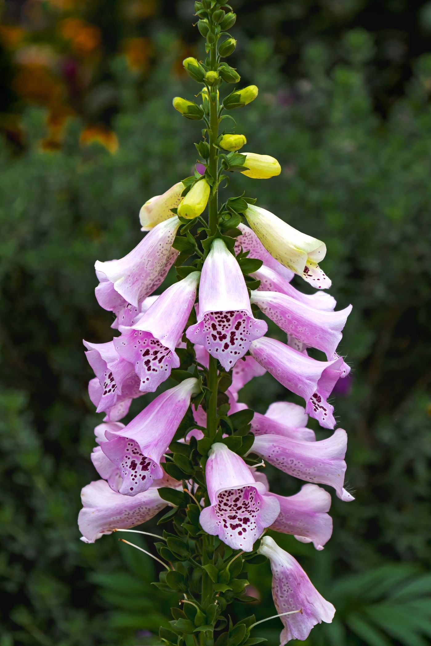 Foxgloves growing in a cottage garden border