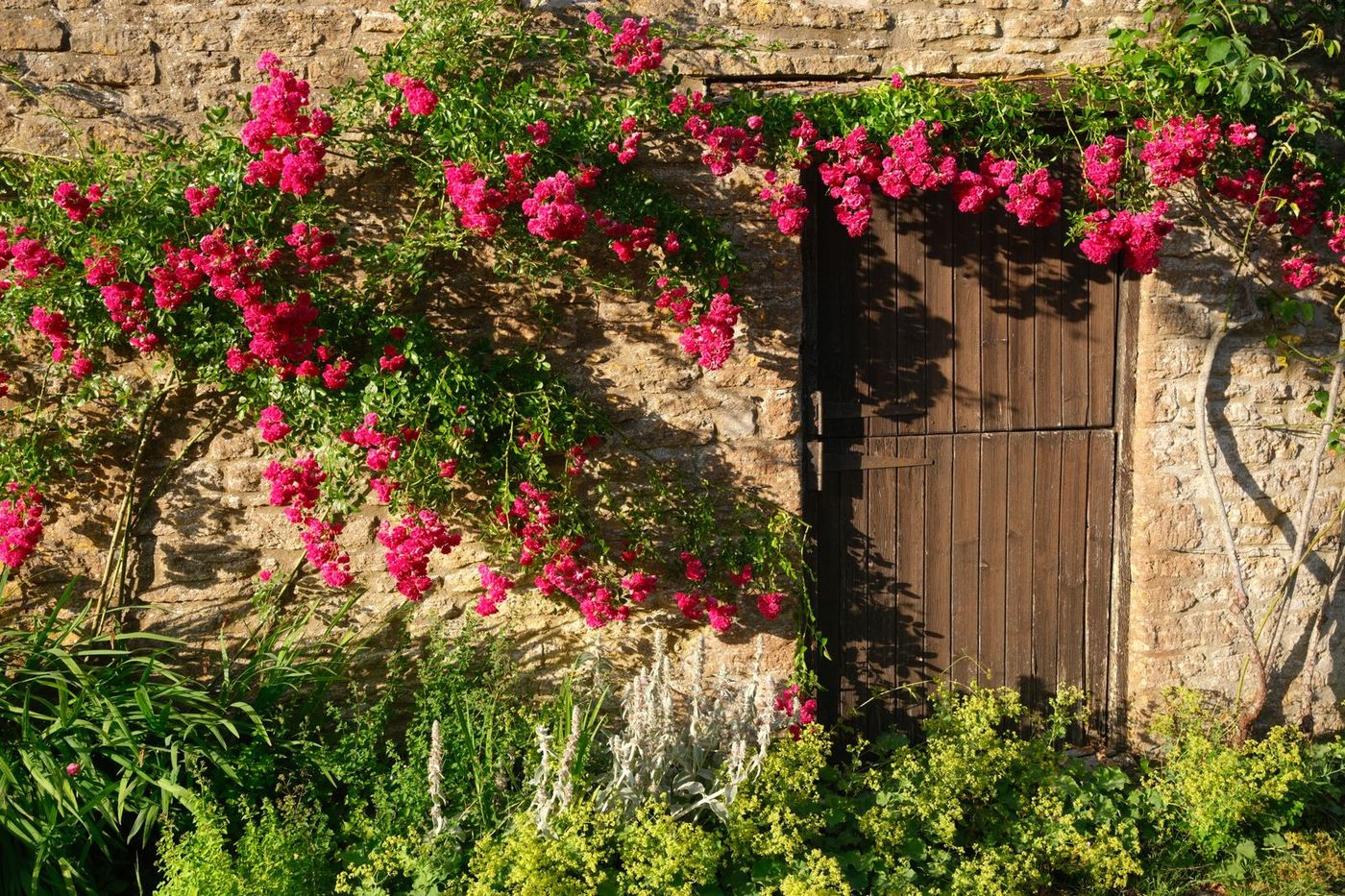 Home Rose arch over a garden entrance in full flower