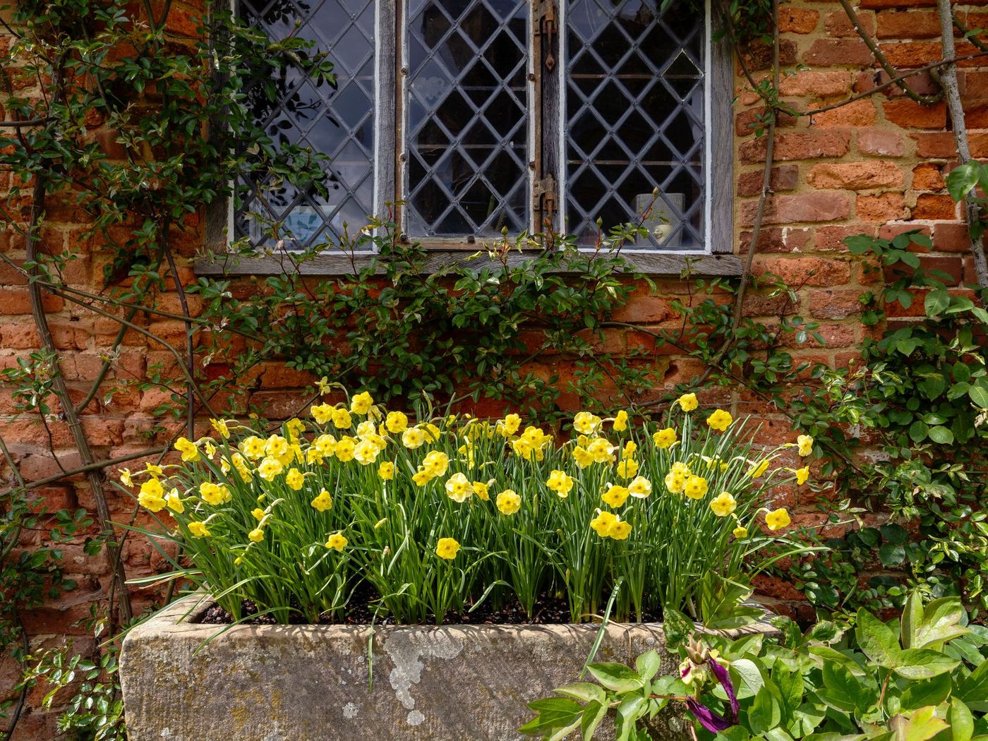 Home Cottage window with spring tulips planted below it