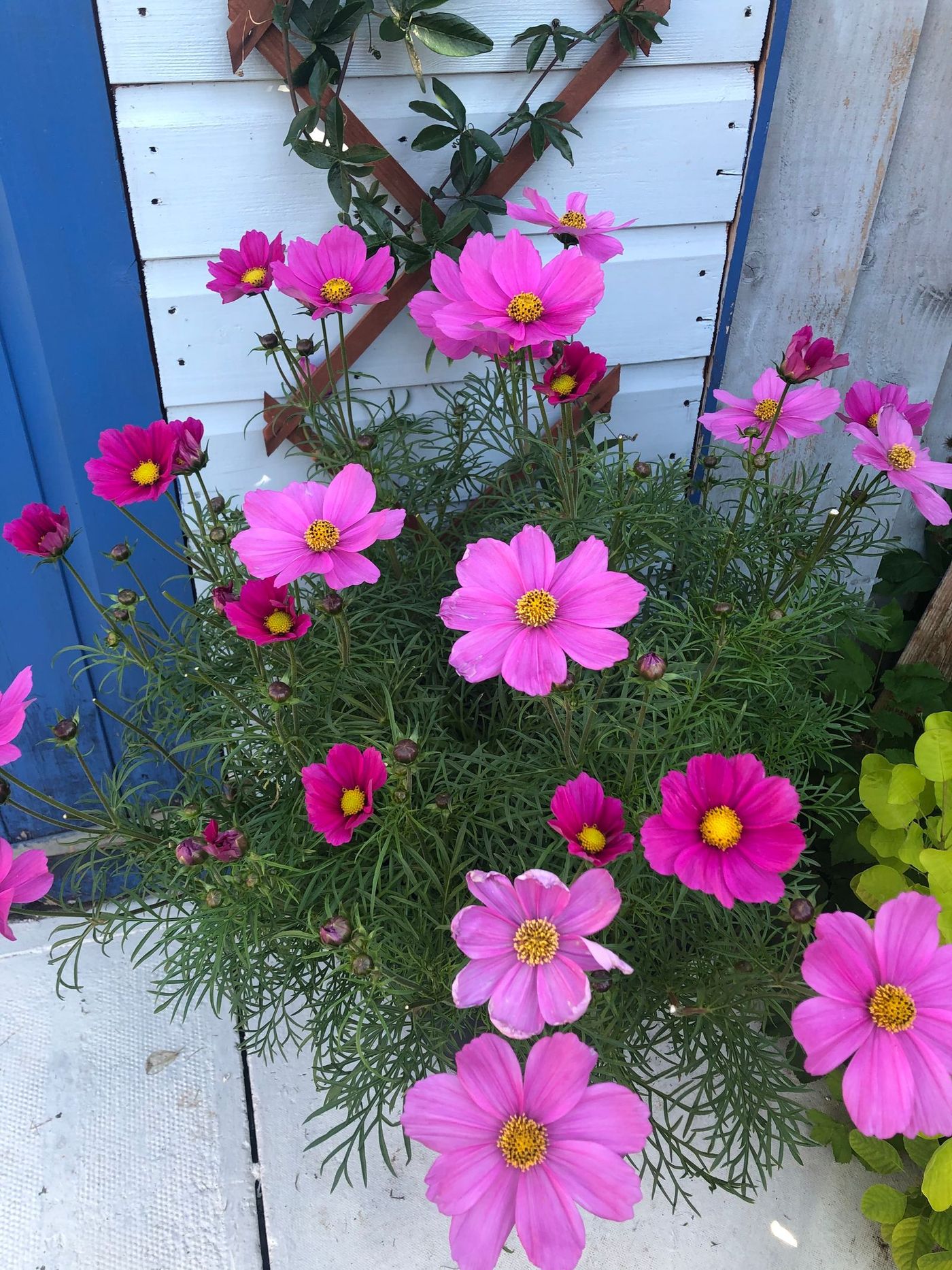 Home Pink summer flowers in a hanging planter