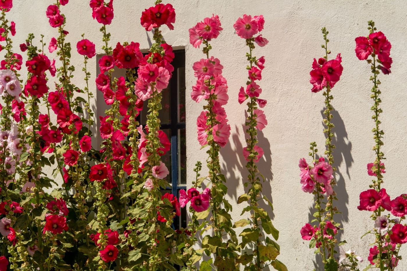 Home Hollyhocks flowering against a garden wall