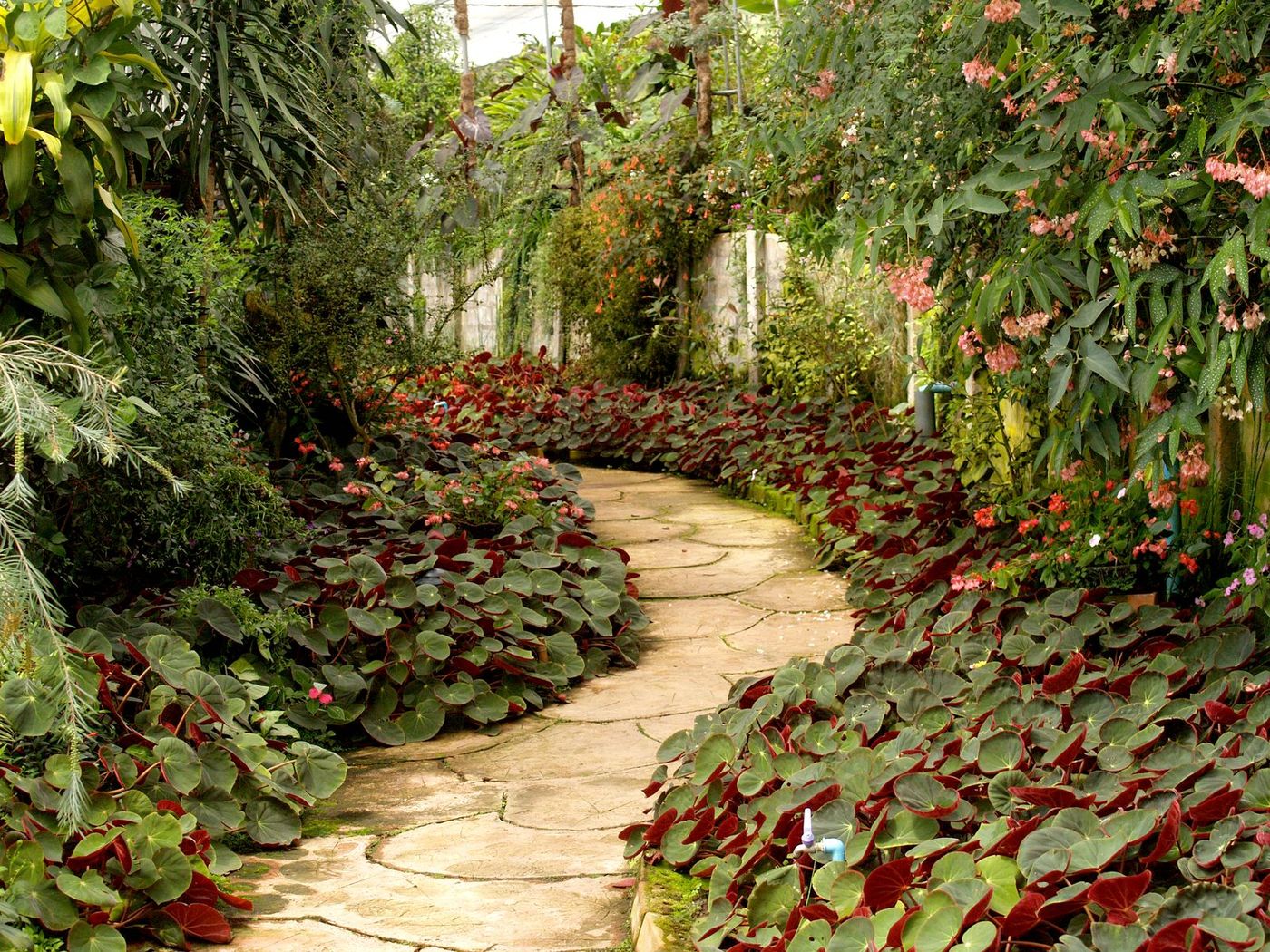Home Planted garden path winding between shrubs and perennials