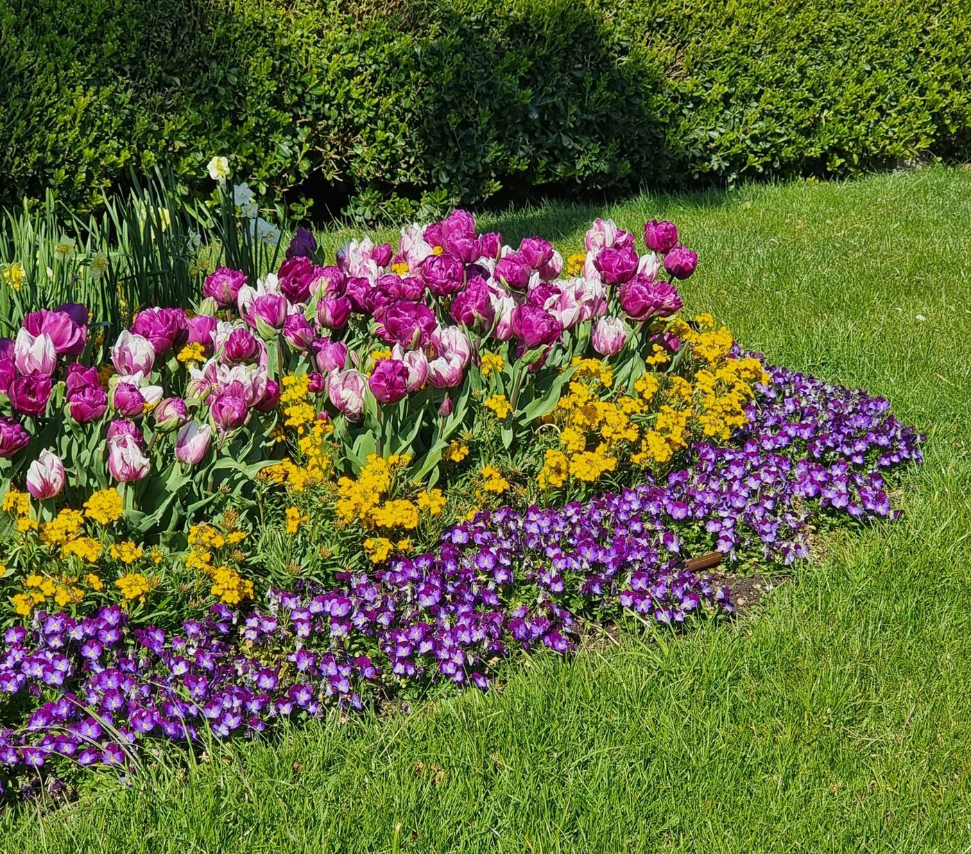 Home Colourful flower bed edging a mown lawn