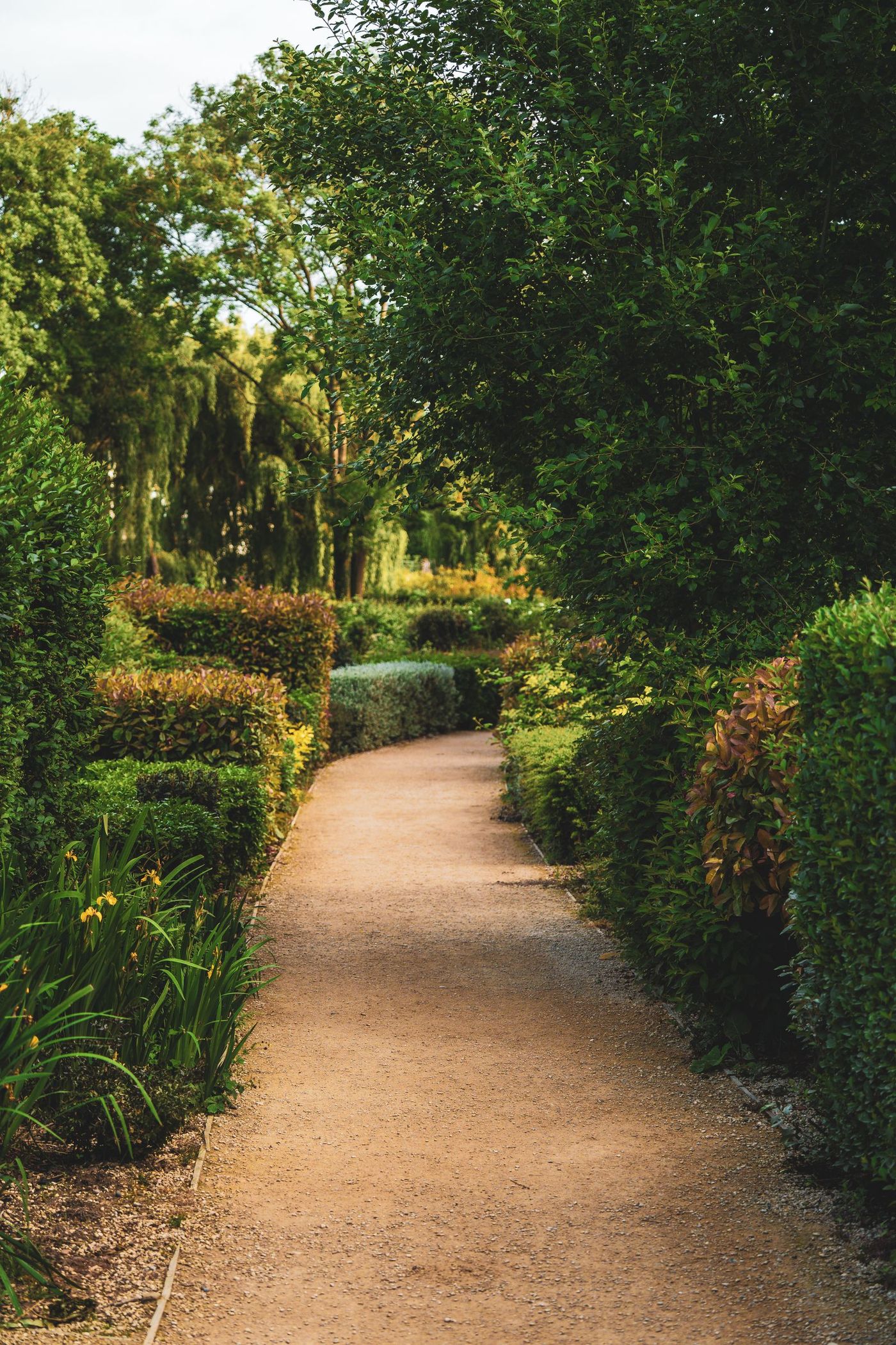 Home Garden path between clipped hedges