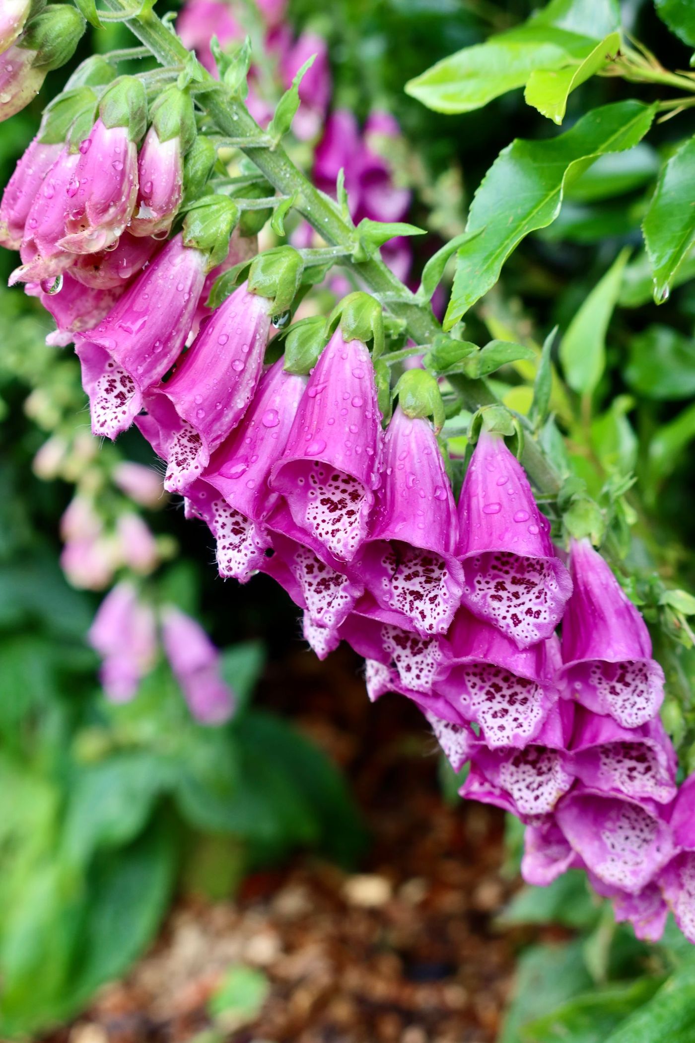 Foxgloves in flower along a planted garden border